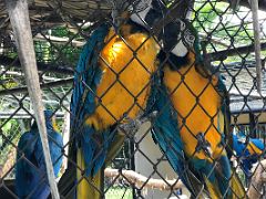 08B Blue and Yellow Macaw Parrots at the Hope Zoo Royal Botanical Hope Gardens Kingston Jamaica